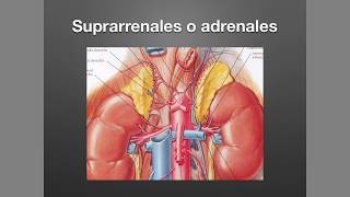 Suprarrenales Anatomía y Fisiología [upl. by Shaylah]