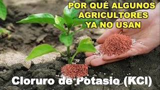 Por esta razón muchos agricultores ya no usan KCl Cloruro de Potasio  fertilizantes kcl [upl. by Gile]