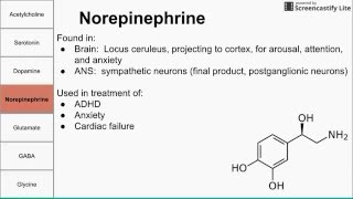 Neurotransmitters of the human body [upl. by Neiman662]