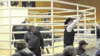 Montana Rancher Feature Harrison Land and Livestock Bull Sale [upl. by Nnaed]