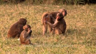 Rhesus monkeys socialize with each other [upl. by Anayra]