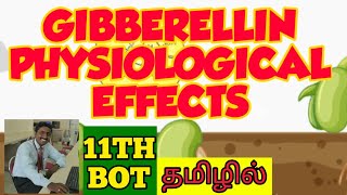 GIBBERELLINS PHYSIOLOGICAL EFFECTS  TAMIL  STD 11  PLANT GROWTH  PHYSIOLOGY [upl. by Gnod]