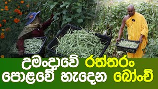 උමංදාවේ රත්තරං පොළවේ හැදෙන බෝංචි [upl. by Godfry300]