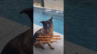 conversation German Shepherd Shorthaired Pointer 🙄🤣🐶new shorts ytshorts viral viralshorts [upl. by Derward]