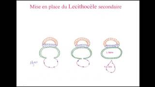 deuxième semaine du développement embryonnaire 2 [upl. by Ilime]