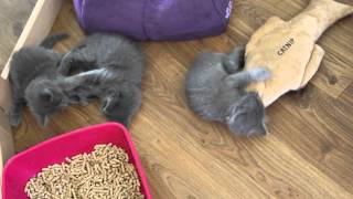 Nebelung kittens 6 weeks old playing with eachother and a catniptoy [upl. by Sybila]