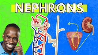 The Structure and Function of the Nephron  Made Easy  Kidney Function [upl. by Arehs]