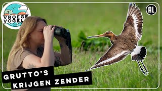 Gruttos krijgen zender  TV  Vroege Vogels [upl. by Veneaux]