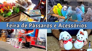 Feira de Pássaros do Cordeiro Gaiolas Páscoa passaros criarpassaros feiralivre [upl. by Aihsekyw565]