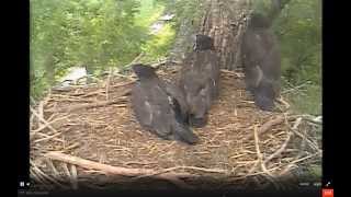 Decoarah Bald Eagles 06182014 D18 quotFLEDGEDquot [upl. by Gannes]