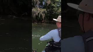 River Bass SLAMS Spinnerbait kayakfishing riverfishing bassfishing [upl. by Latreese858]