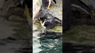 Silly Penguins Living Their Best Life at SeaWorld [upl. by Abibah]