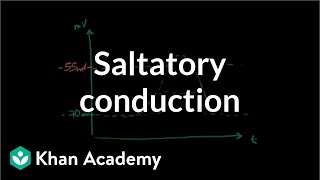 Myelin and saltatory conduction  Action Potentials in Neurons [upl. by Mariejeanne]