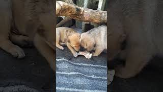 puppies sharing the food corgi dogfood cutepuppis husky dogfooding petfood pets hungrypup [upl. by Sesom]