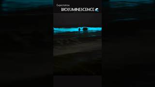 Bioluminescence 🌊✨bioluminescence fullmoon bioluminescencechennai ecr beach talesofaval [upl. by Janice]