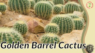 GOLDEN BARREL CACTUS Information and Growing Tips  Echinocactus grusonii 🌵🌵🌵 [upl. by Sheeran]