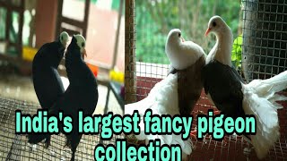 LARGEST FANCY PIGEON FARM IN INDIA ALL KIND OF FANCY pigeons [upl. by Redwine]