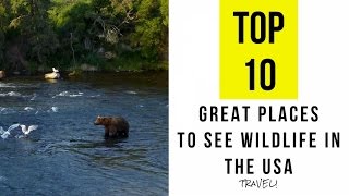 Top 10 Great Places To See Wildlife In The USA [upl. by Jayne]