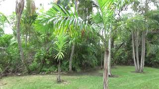 Roystonea violacea at Fairchild Miami Florida [upl. by Rednazxela]