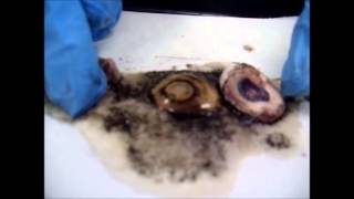 Eyeball Dissection [upl. by Hooge]