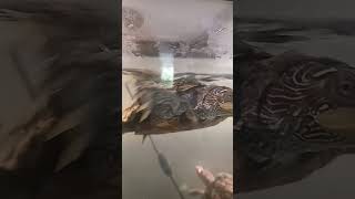 I like turtles turtles turtle ytshortsvideos yt [upl. by Sharyl]