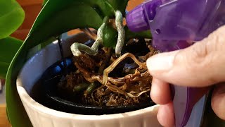 MISTING your orchid why and how [upl. by Sirraf]