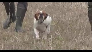 Chasse Perdrix Aux Chiens dArrêt pointer serpent 2018 [upl. by Arodnap]