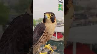 Black Shaheen Falcon falconery birds wildlife [upl. by Aneekal754]