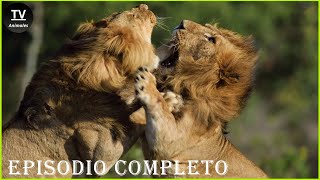 Insane Moments Strongest Lions Fight For Territory  Animales Salvajes [upl. by Nissa726]