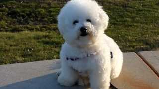 Cute Freshly Groomed Bichon Frise [upl. by Eecyal]