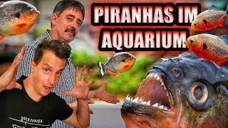 Piranhas im Aquarium Haltung und Pflege [upl. by Kiraa]