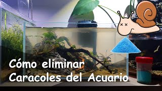 Cómo Eliminar o Controlar Plagas de Caracoles en Acuario  Todo lo que Debes Saber [upl. by Yelekalb]