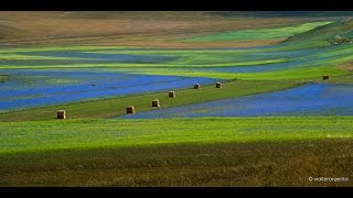 La fiorita di Castelluccio di NorciaUn miracolo della Natura V3 [upl. by Nasus586]