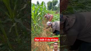 Bạn biết lí do không  farming farmer agriculture satisfying funny tips [upl. by Enihpled]