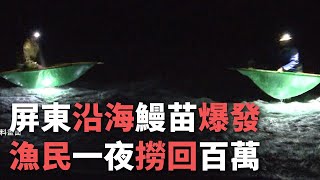 屏東沿岸、シラスウナギ数十年ぶりの豊漁 [upl. by Selle]