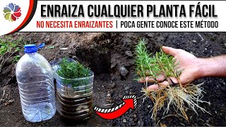 🌱 ENRAIZA CUALQUIER PLANTA por ESQUEJES incluso ¡RAMAS de ÁRBOLES con éste SIMPLE INVENTO [upl. by Nikita]