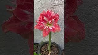 HERMOSA AMARILIS ROSA DOBLE Lirio o azucena Hippeastrum amaryllis [upl. by Nylime274]