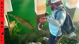 GIANT STRIPED FISH Takes FISH on the FISHING LINE in CRYSTAL CLEAR WATER [upl. by Dedrick]