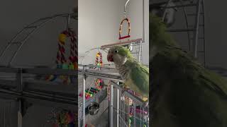 Let’s Try Peek A Boo 🙂 cute bird parrot funny pets talkingparrot baconpancakes [upl. by Whipple273]