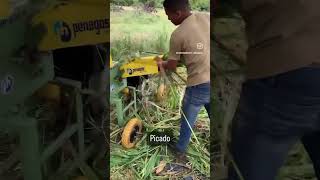 Ensilaje de Sorgo Forrajero JJT18 en 2do Corte [upl. by Middleton]