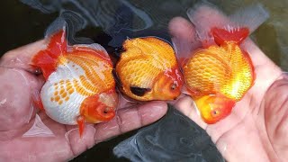 How I conditioned my GOLDFISH to Produce Thousands of Babies JUMBO GOLDFISH SUCCESSFULL BREEDING [upl. by Attalie]