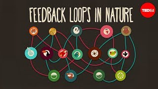 Feedback loops How nature gets its rhythms  AnjeMargriet Neutel [upl. by Itnahsa]