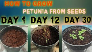 How to grow petunia from seeds Gardening for beginners [upl. by Anayt]