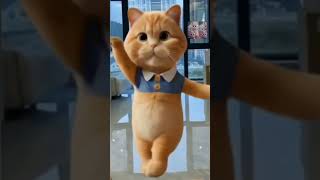 cutecats dance 💖💖shortsviralyoutubeshortsytshortsviralshorts bollywood [upl. by Rosenblast]