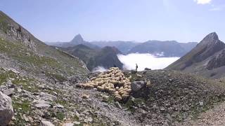 Transhumance en Ossau [upl. by Tifanie]