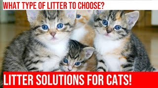 Choosing the Right Cat Litter for Your Pet [upl. by Annoyek]