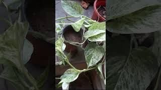 TOP 5 Different Varieties of POTHOS short pothosplant moneyplant pothos pothosvarieties [upl. by Jaf]