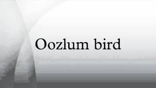 Oozlum bird [upl. by Still931]