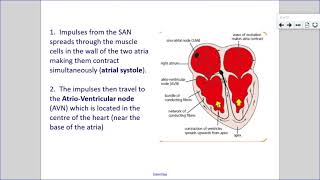 Higher Human Biology  Unit 2 6c The Conducting System of the Heart [upl. by Ateuqirne]