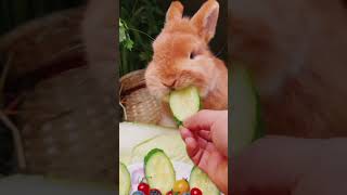 A little lotuscolored rabbit is eating lotus root Rabbit Rabbit is a cute little pet in the c [upl. by Alverson479]